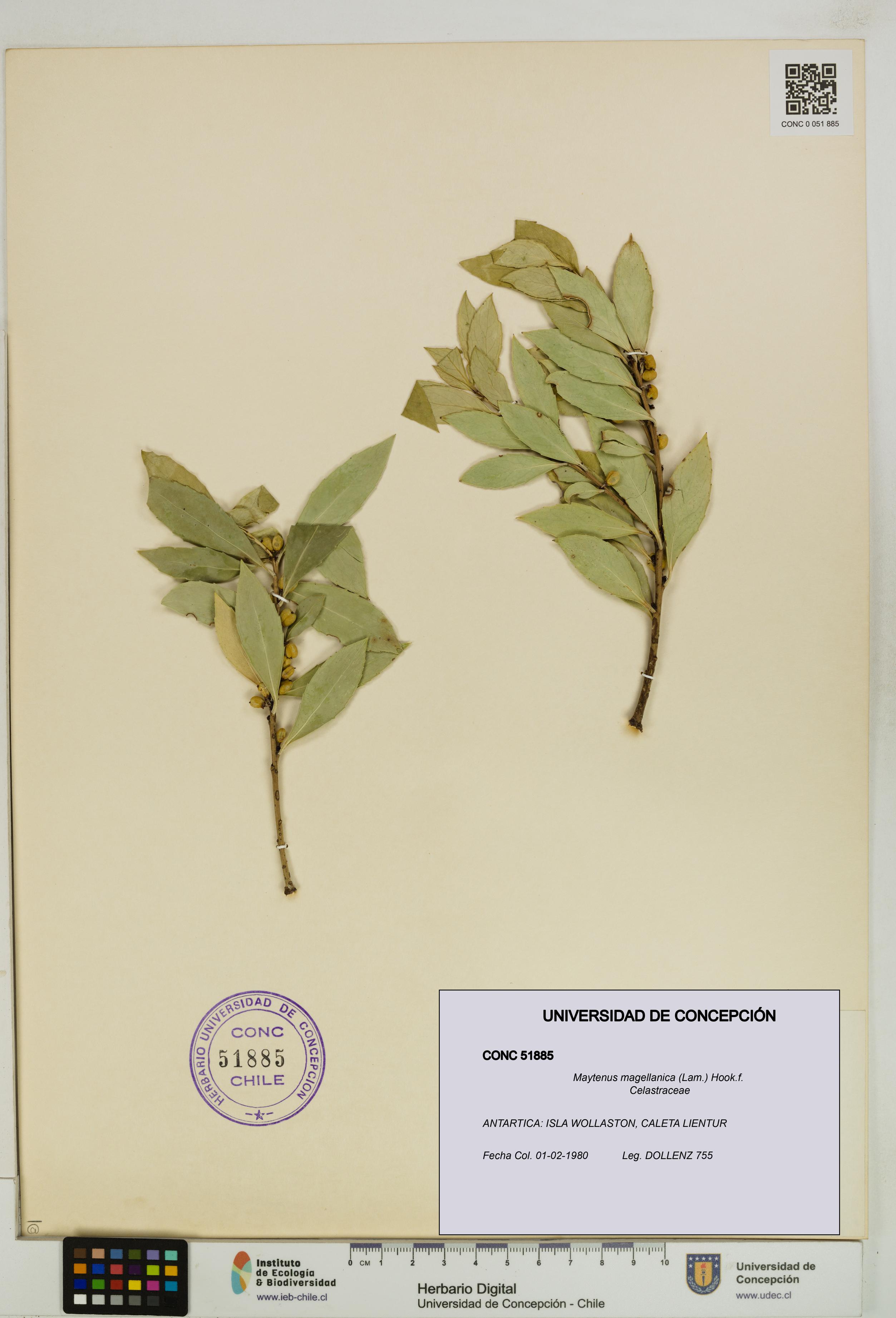 Maytenus magellanica [Espécimen: UDEC:CONC:0051885]