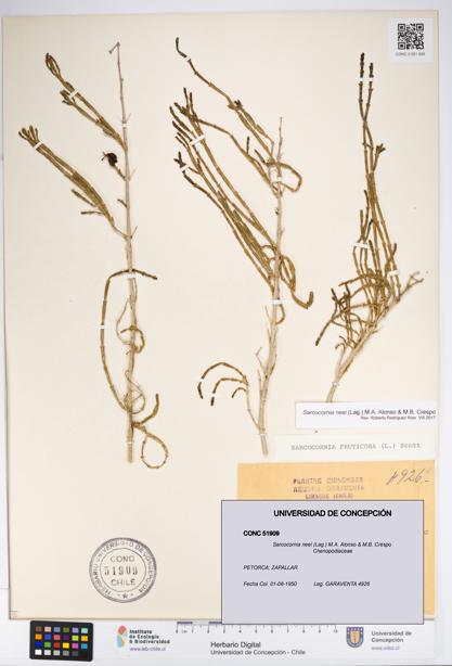 Sarcocornia neei [Espécimen: UDEC:CONC:0051909]