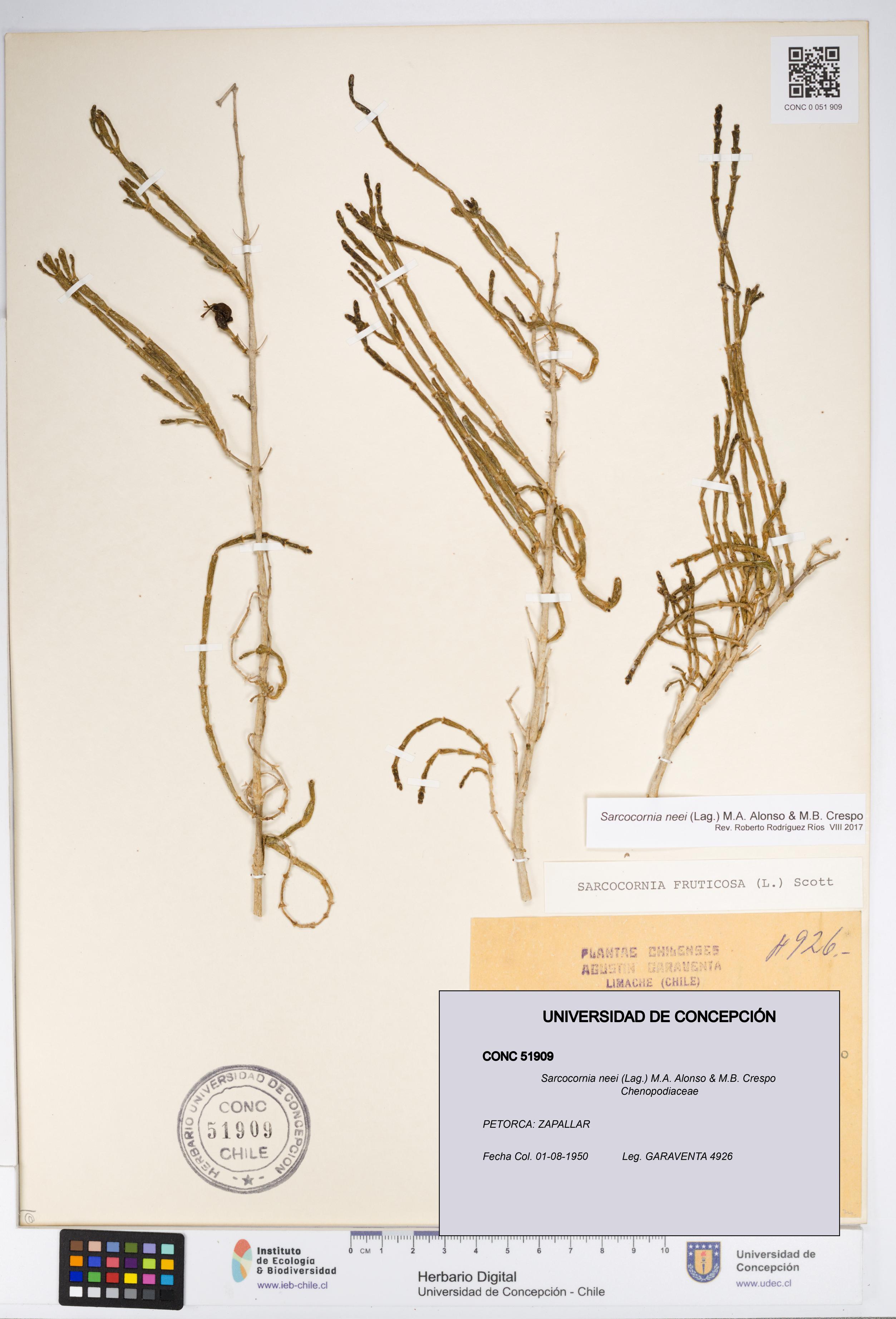 Sarcocornia neei [Espécimen: UDEC:CONC:0051909]