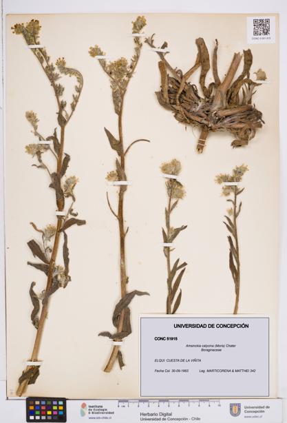 Amsinckia calycina [Espécimen: ]