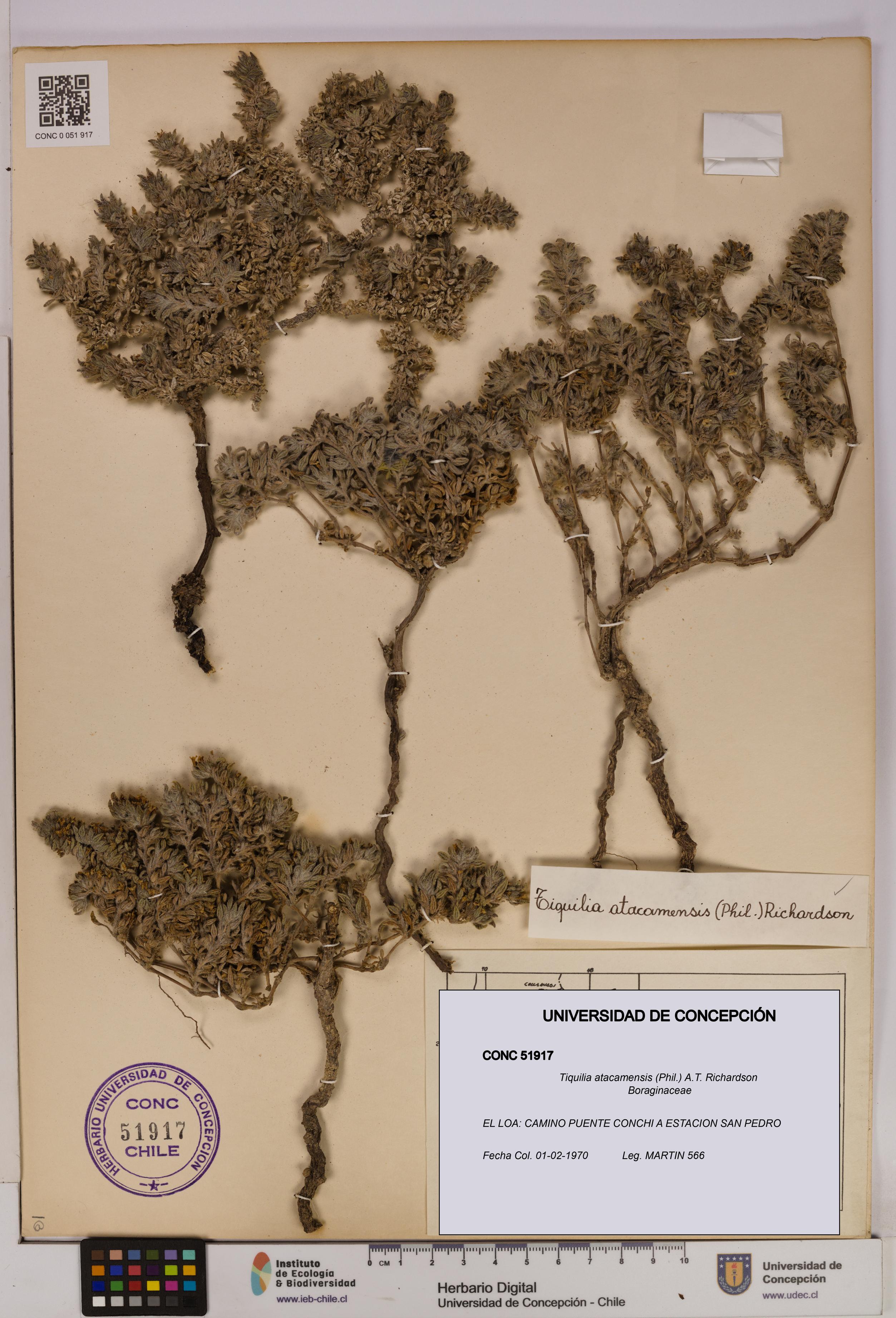 Tiquilia atacamensis [Espécimen: UDEC:CONC:0051917]