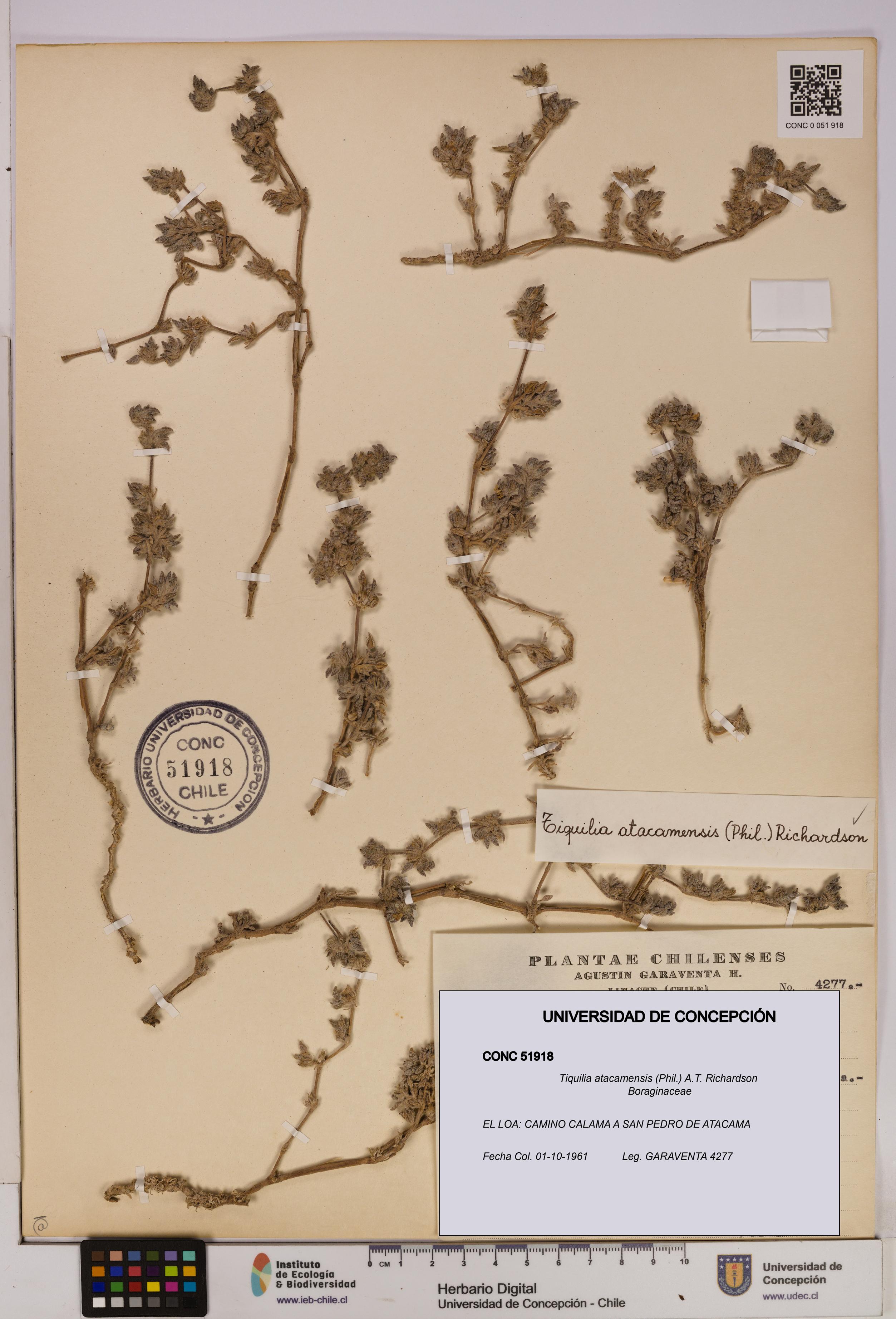 Tiquilia atacamensis [Espécimen: UDEC:CONC:0051918]