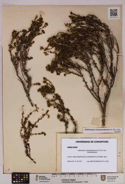 Heliotropium chenopodiaceum [Espécimen: UDEC:CONC:0051919]
