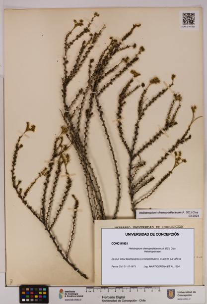 Heliotropium chenopodiaceum [Espécimen: UDEC:CONC:0051921]