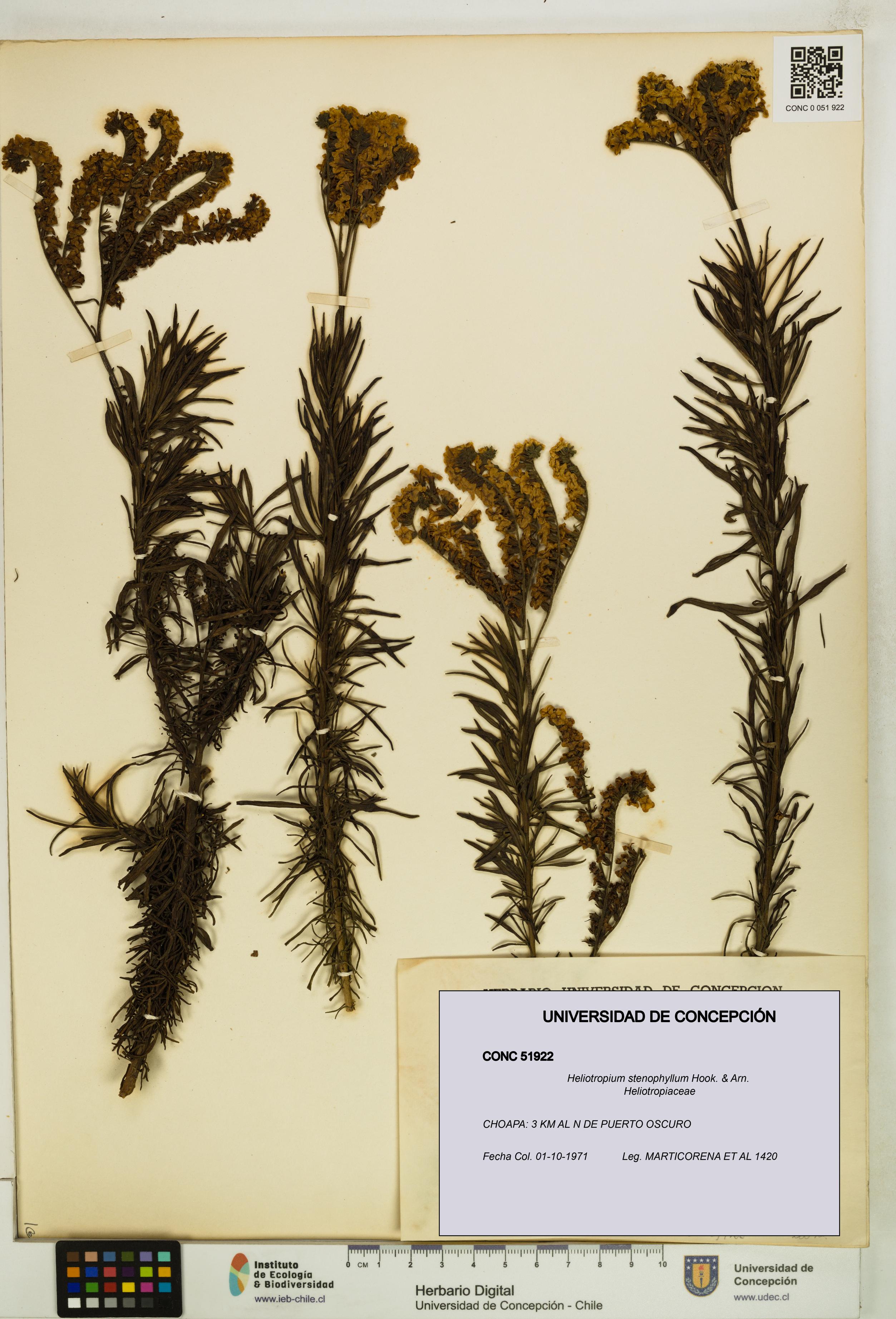 Heliotropium stenophyllum [Espécimen: UDEC:CONC:0051922]