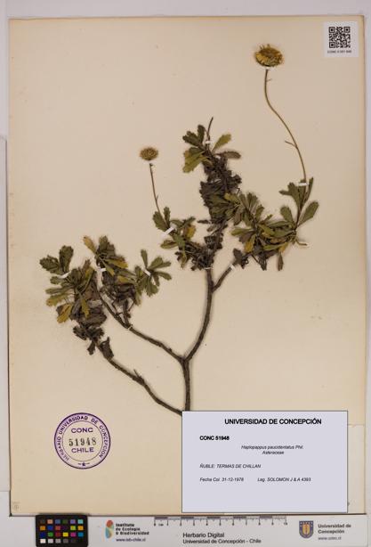 Haplopappus paucidentatus [Espécimen: UDEC:CONC:0051948]