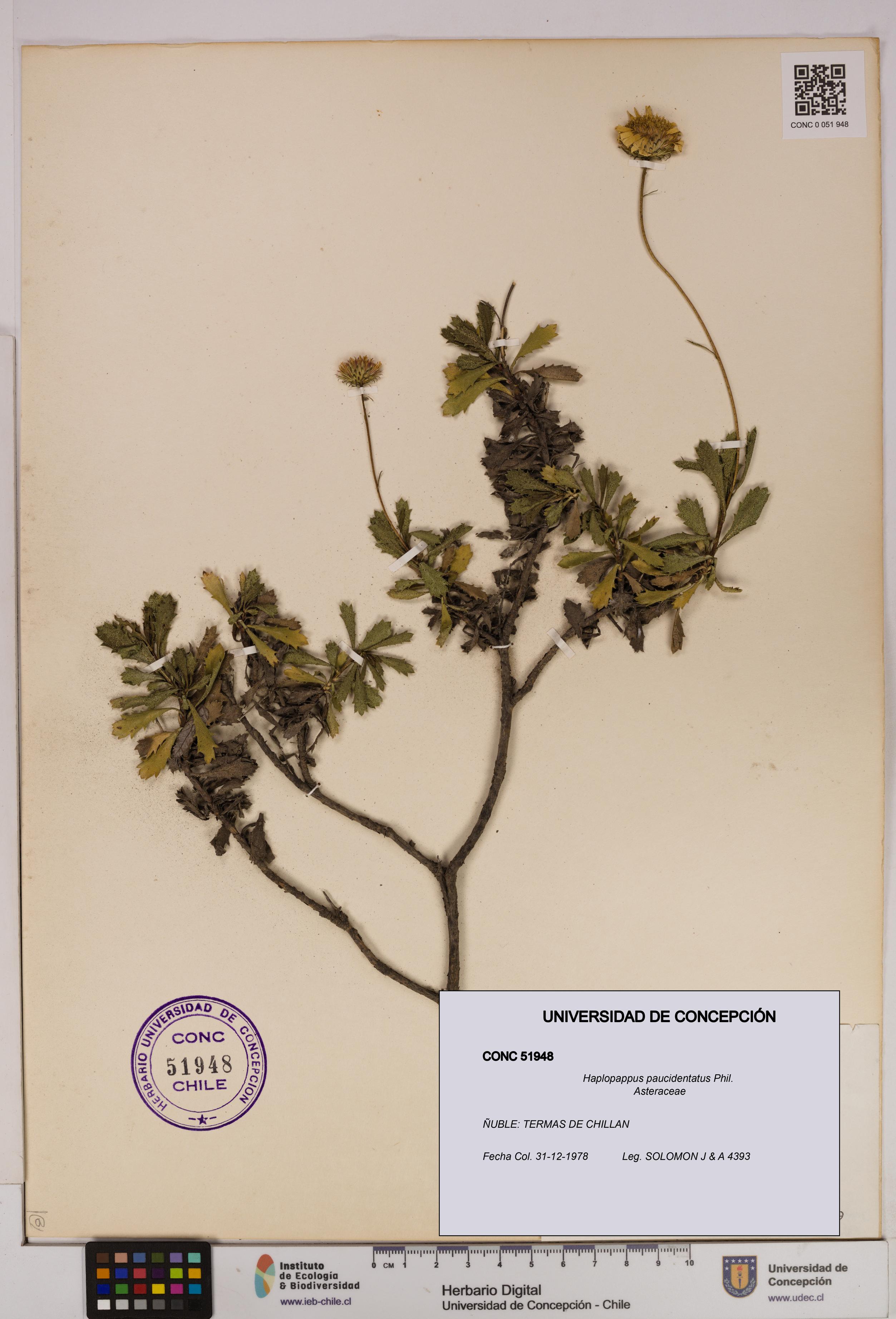 Haplopappus paucidentatus [Espécimen: UDEC:CONC:0051948]