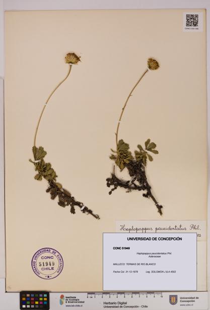 Haplopappus paucidentatus [Espécimen: UDEC:CONC:0051949]