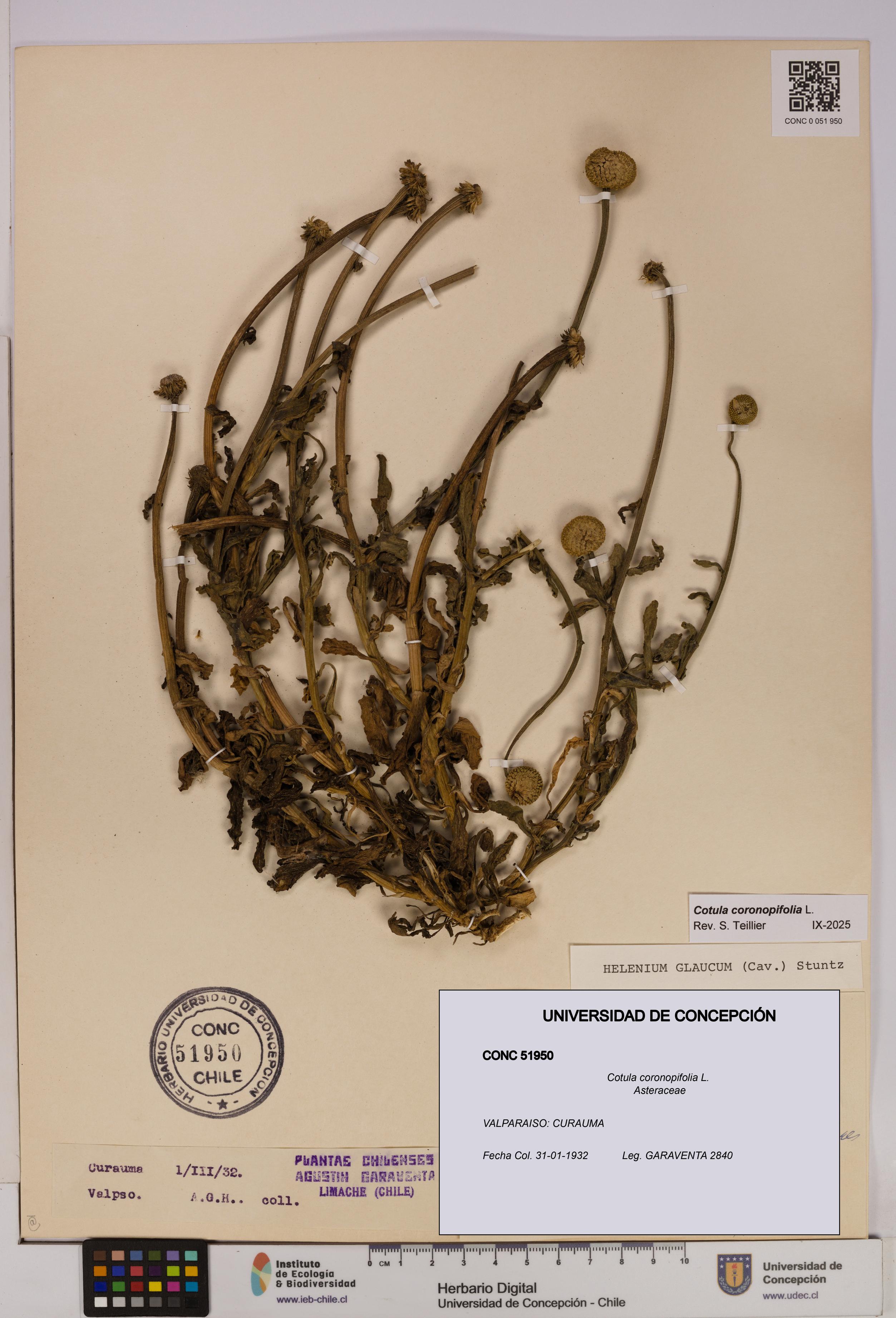Cotula coronopifolia [Espécimen: UDEC:CONC:0051950]