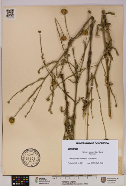 Helenium glaucum [Espécimen: UDEC:CONC:0051951]
