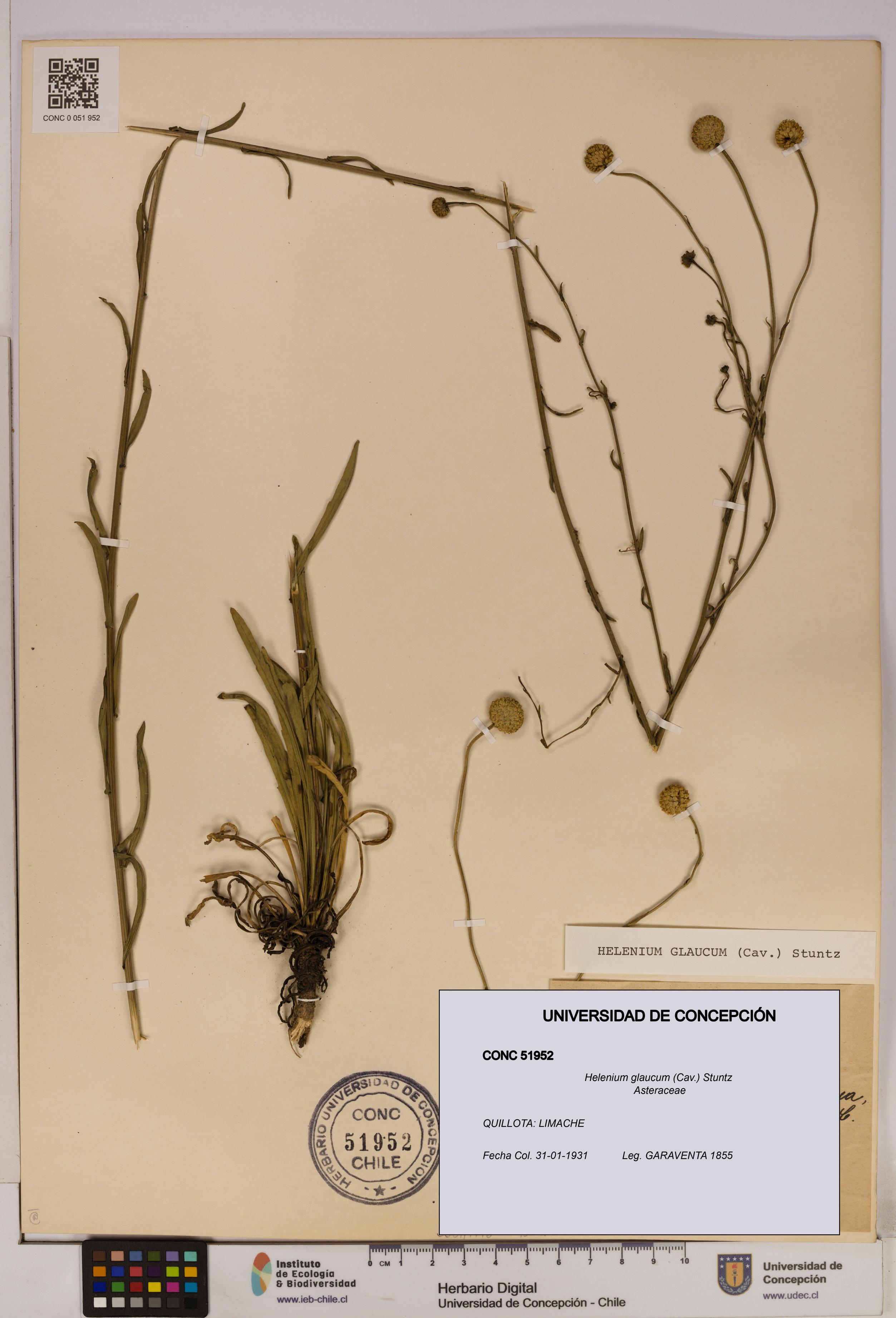 Helenium glaucum [Espécimen: UDEC:CONC:0051952]