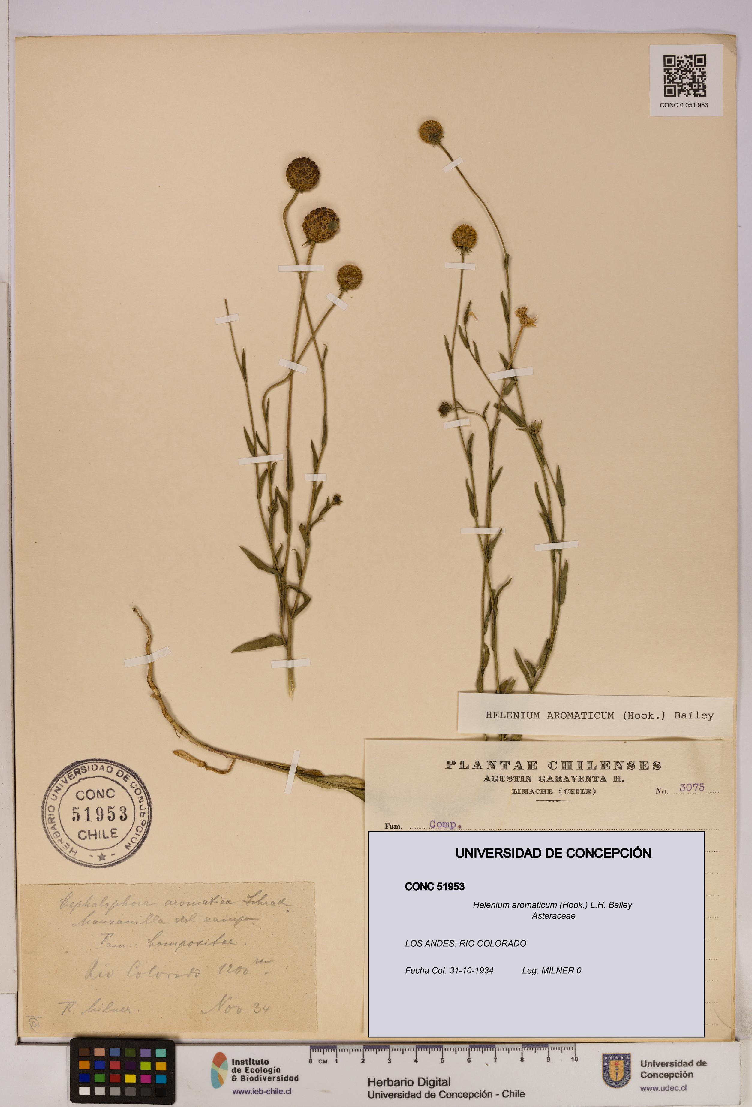 Helenium aromaticum [Espécimen: UDEC:CONC:0051953]