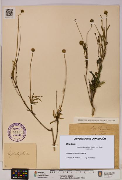 Helenium aromaticum [Espécimen: UDEC:CONC:0051955]