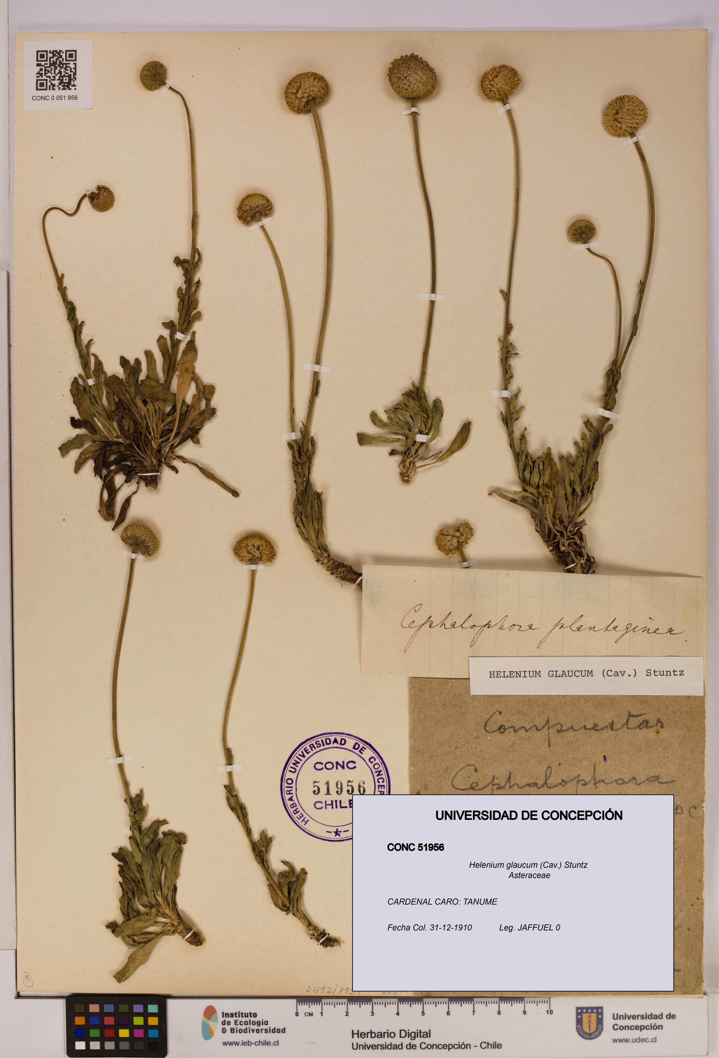 Helenium glaucum [Espécimen: UDEC:CONC:0051956]