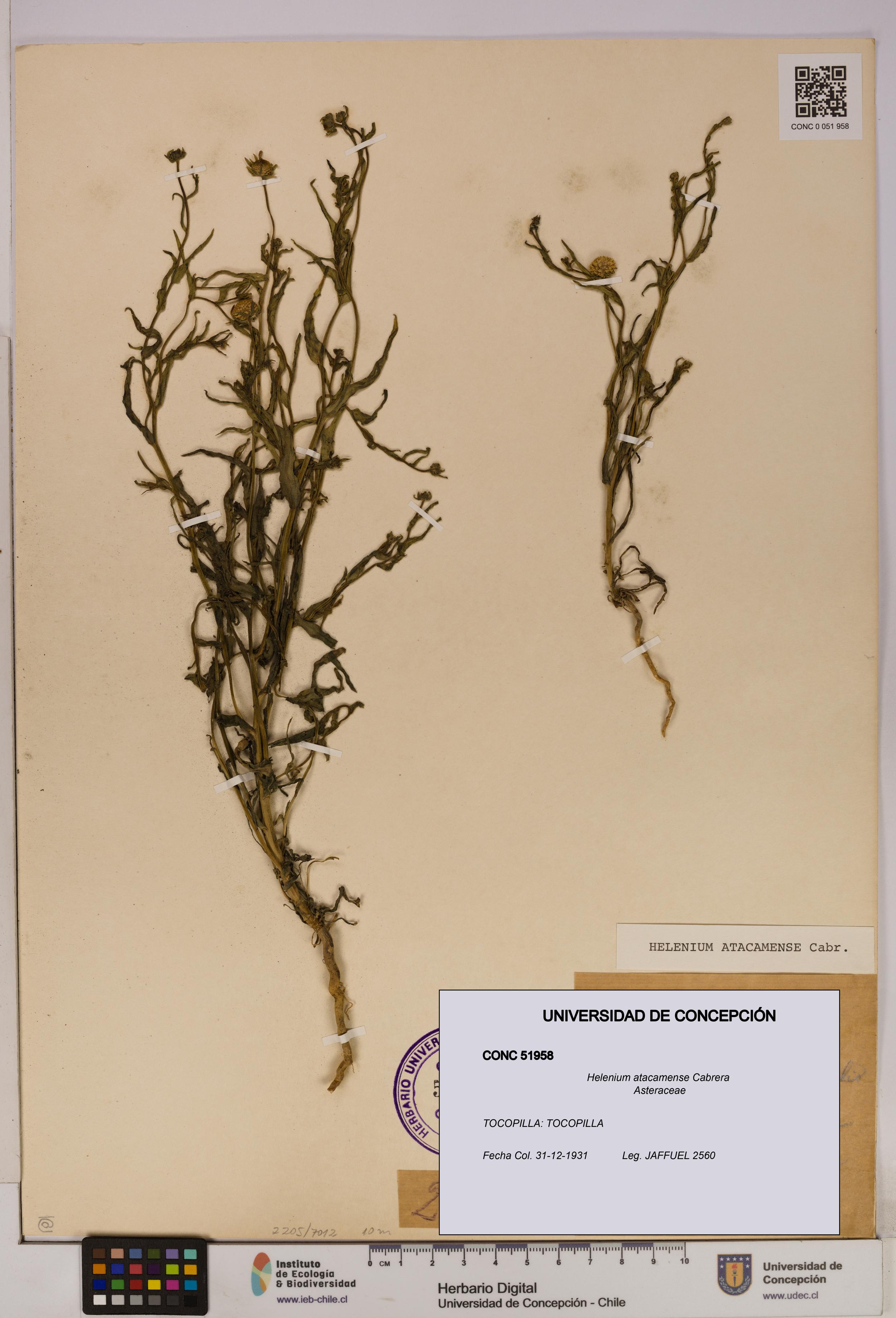 Helenium atacamense [Espécimen: UDEC:CONC:0051958]