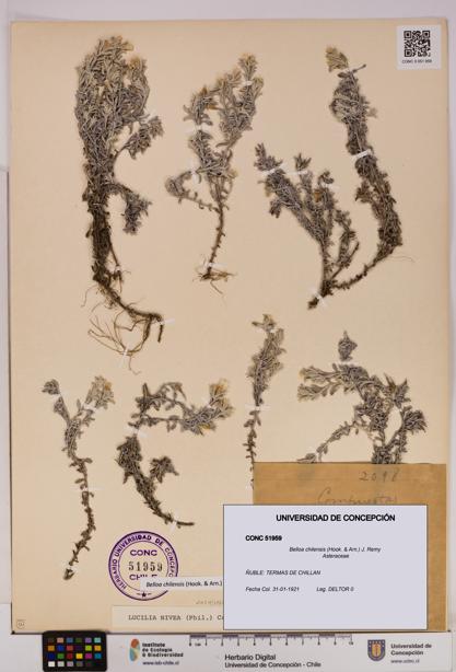 Belloa chilensis [Espécimen: UDEC:CONC:0051959]