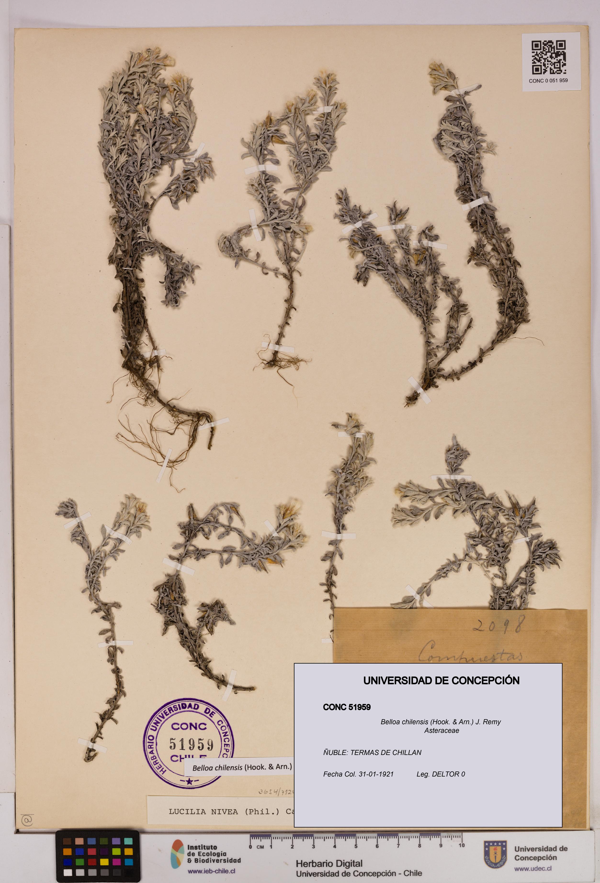 Belloa chilensis [Espécimen: UDEC:CONC:0051959]