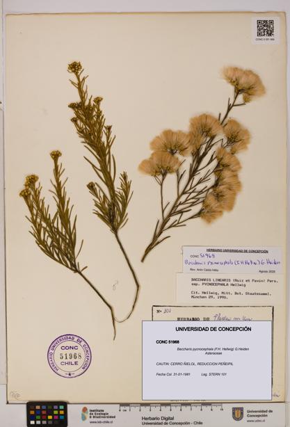 Baccharis pycnocephala [Espécimen: UDEC:CONC:0051968]