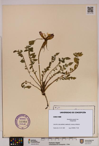 Oenothera acaulis [Espécimen: UDEC:CONC:0051969]