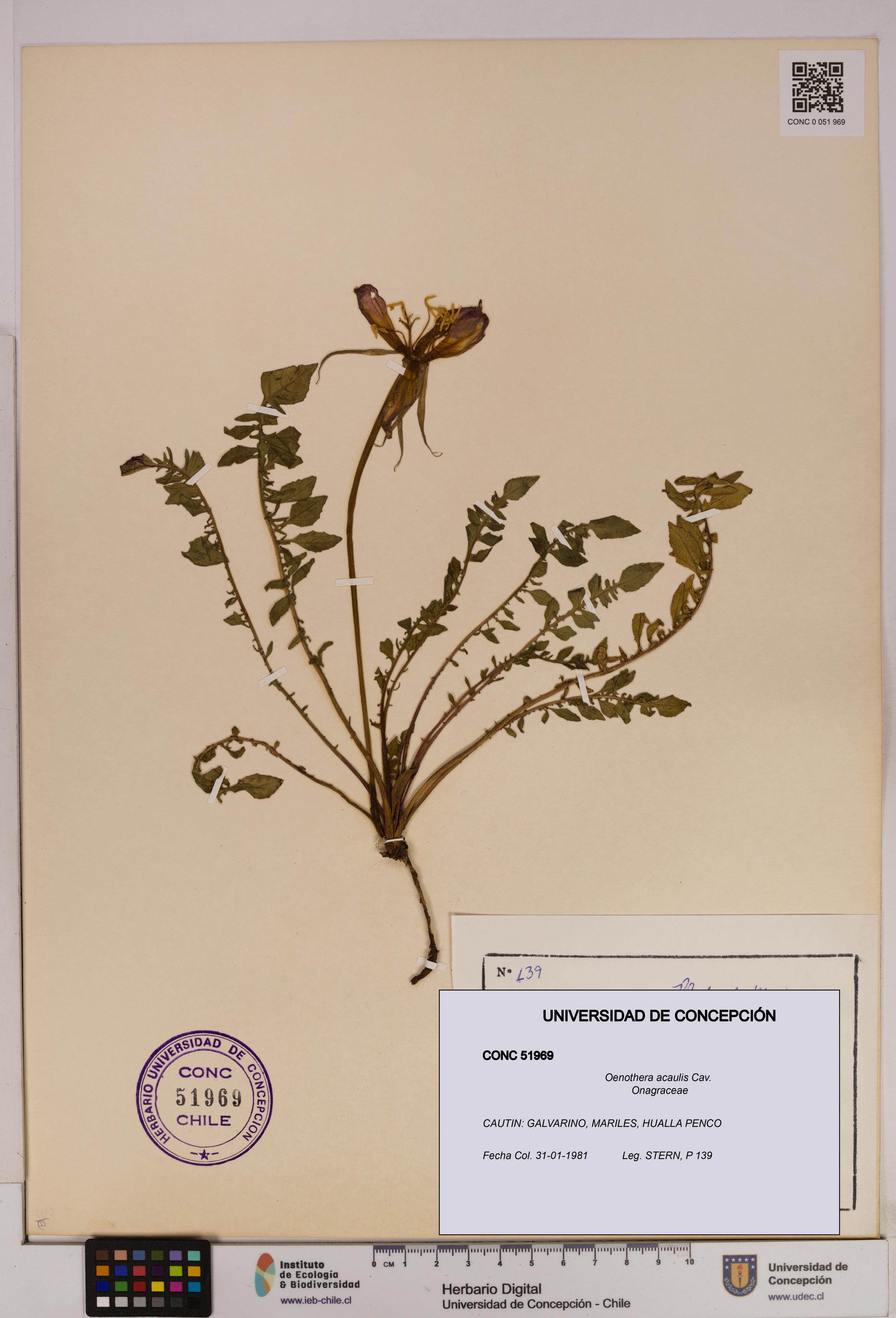 Oenothera acaulis [Espécimen: UDEC:CONC:0051969]