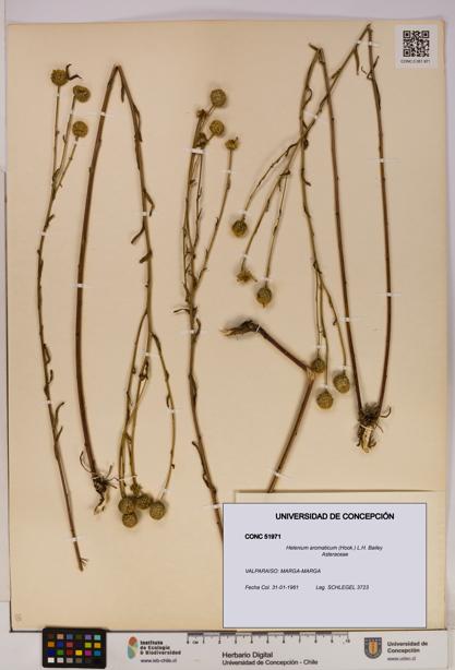 Helenium aromaticum [Espécimen: UDEC:CONC:0051971]
