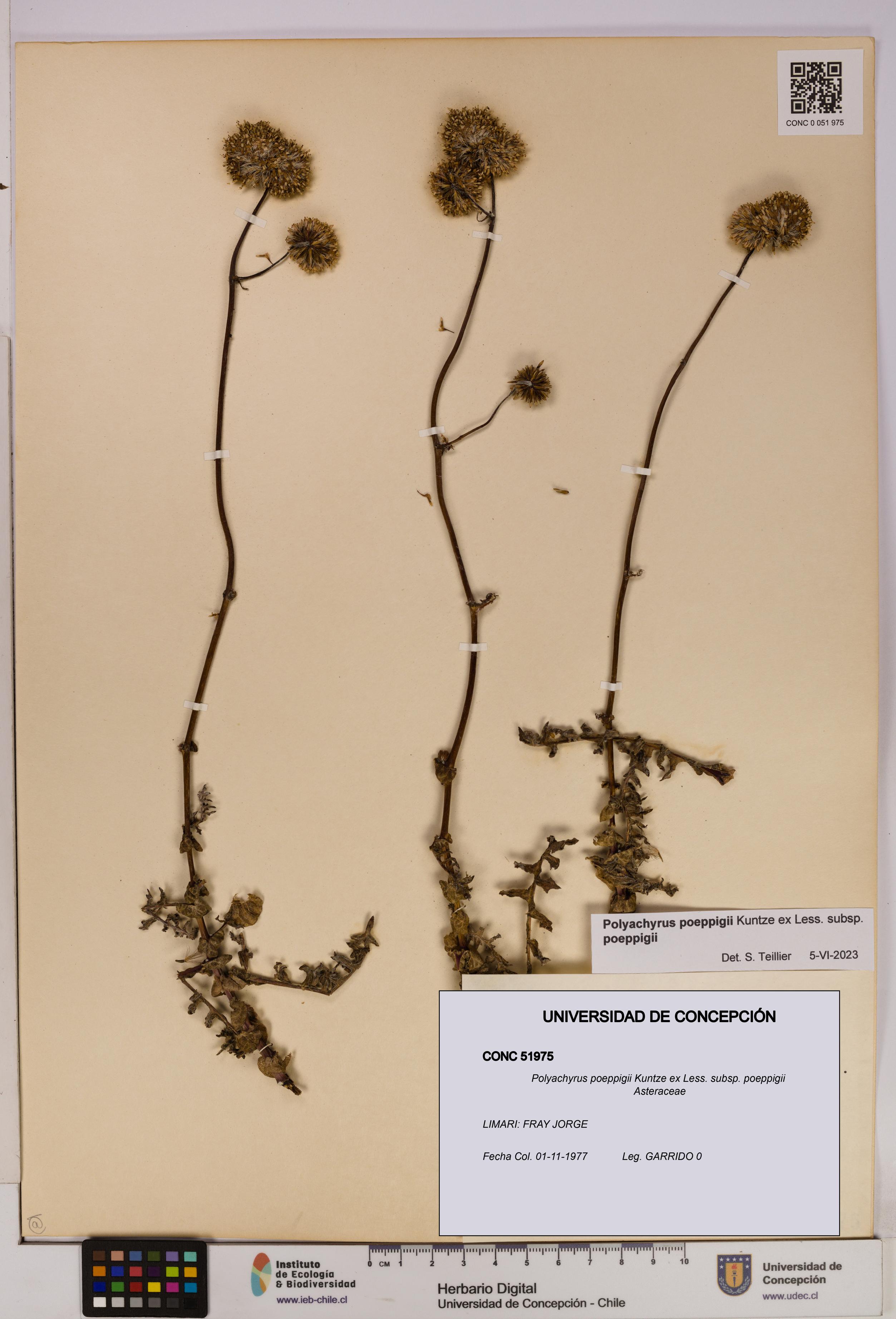 Polyachyrus poeppigii [Espécimen: UDEC:CONC:0051975]
