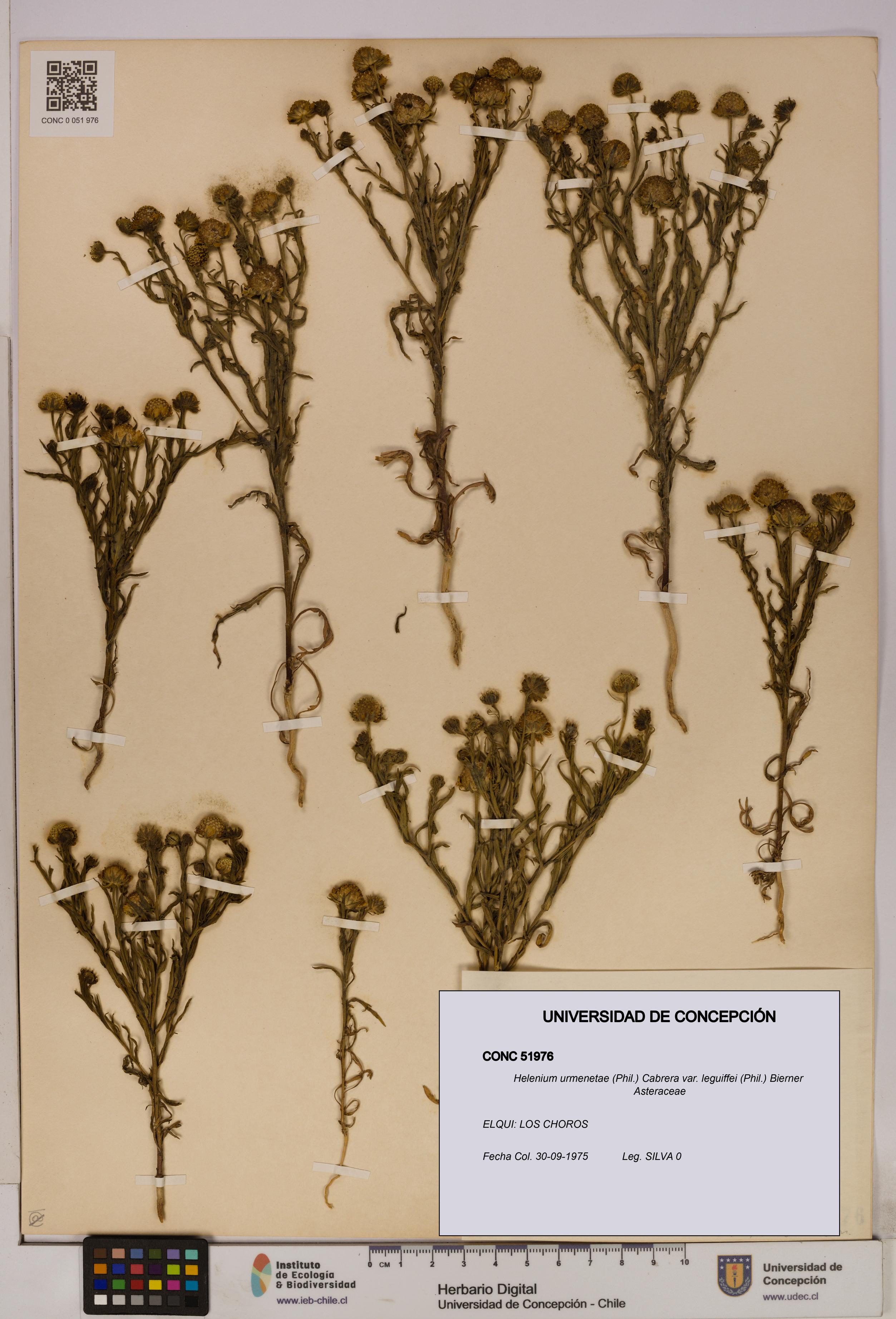 Helenium urmenetae var. leguiffei [Espécimen: UDEC:CONC:0051976]