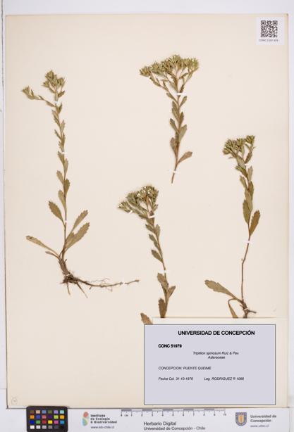 Triptilion spinosum [Espécimen: ]