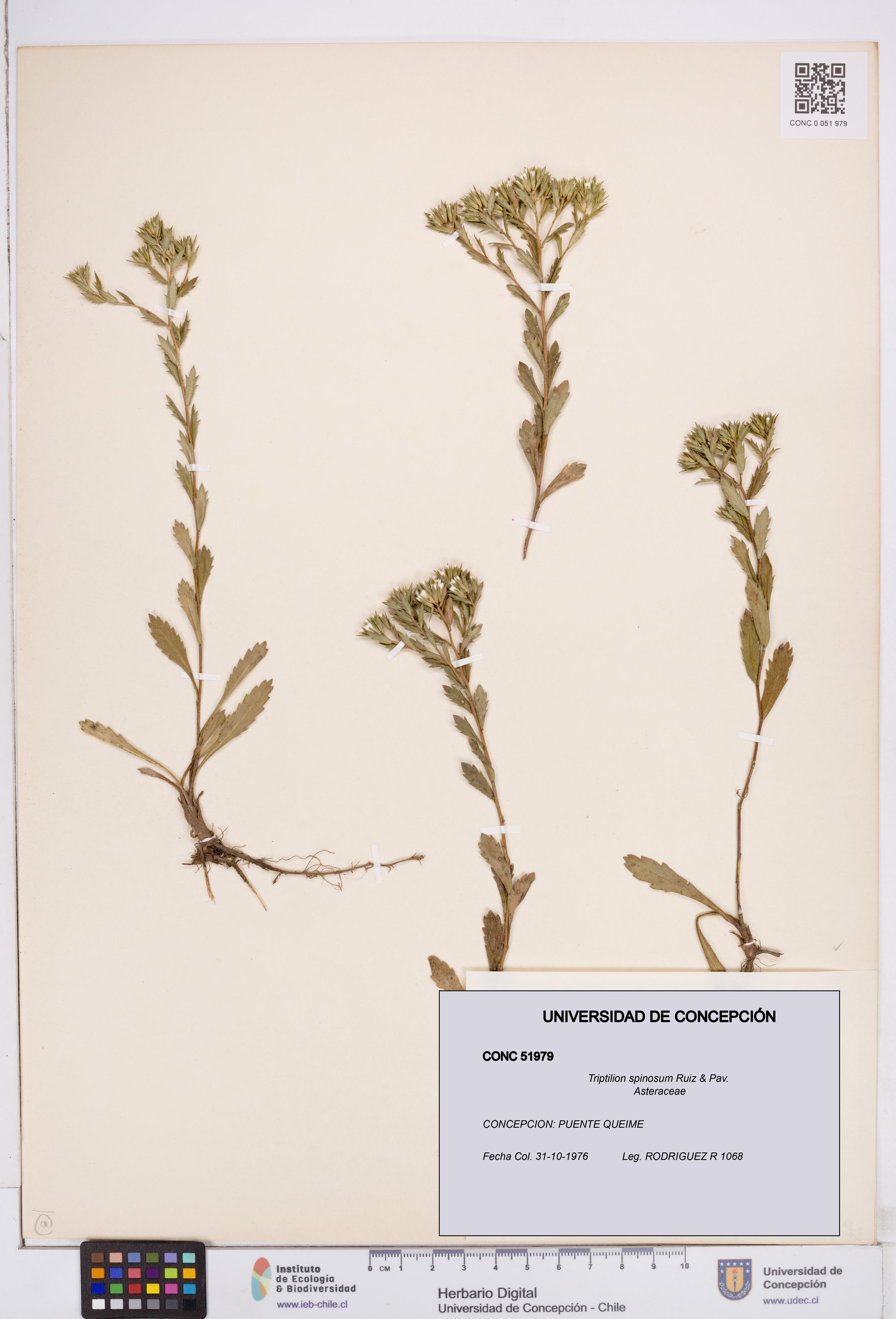 Triptilion spinosum [Espécimen: ]