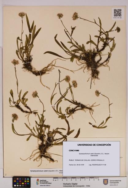 Symphyotrichum vahlii [Espécimen: UDEC:CONC:0051980]