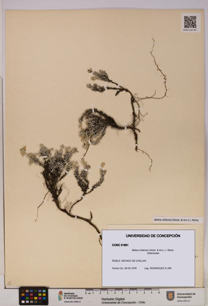 Belloa chilensis [Espécimen: UDEC:CONC:0051981]