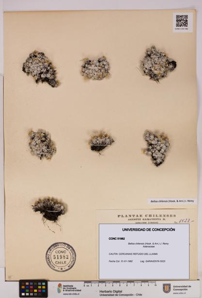 Belloa chilensis [Espécimen: UDEC:CONC:0051982]