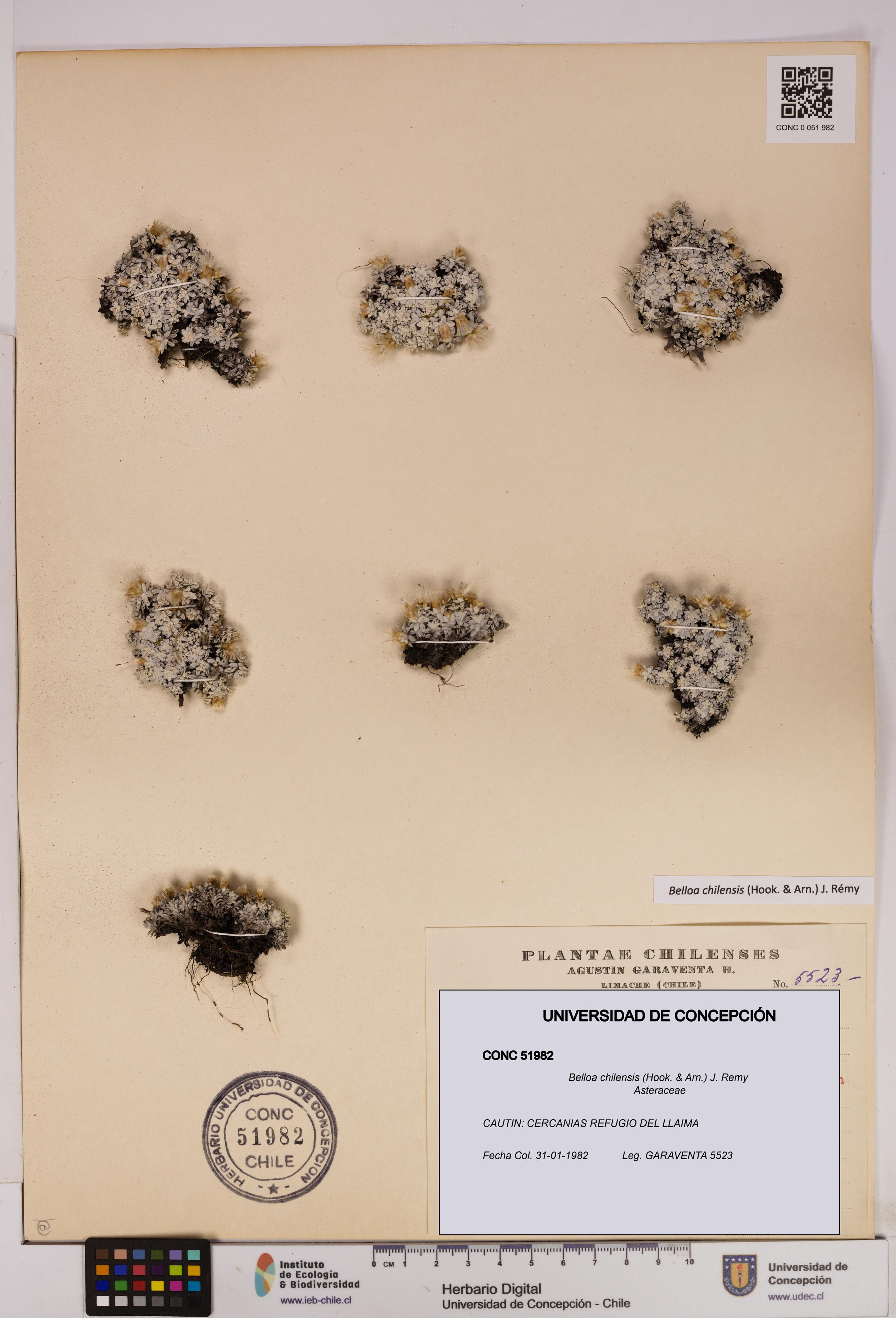 Belloa chilensis [Espécimen: UDEC:CONC:0051982]