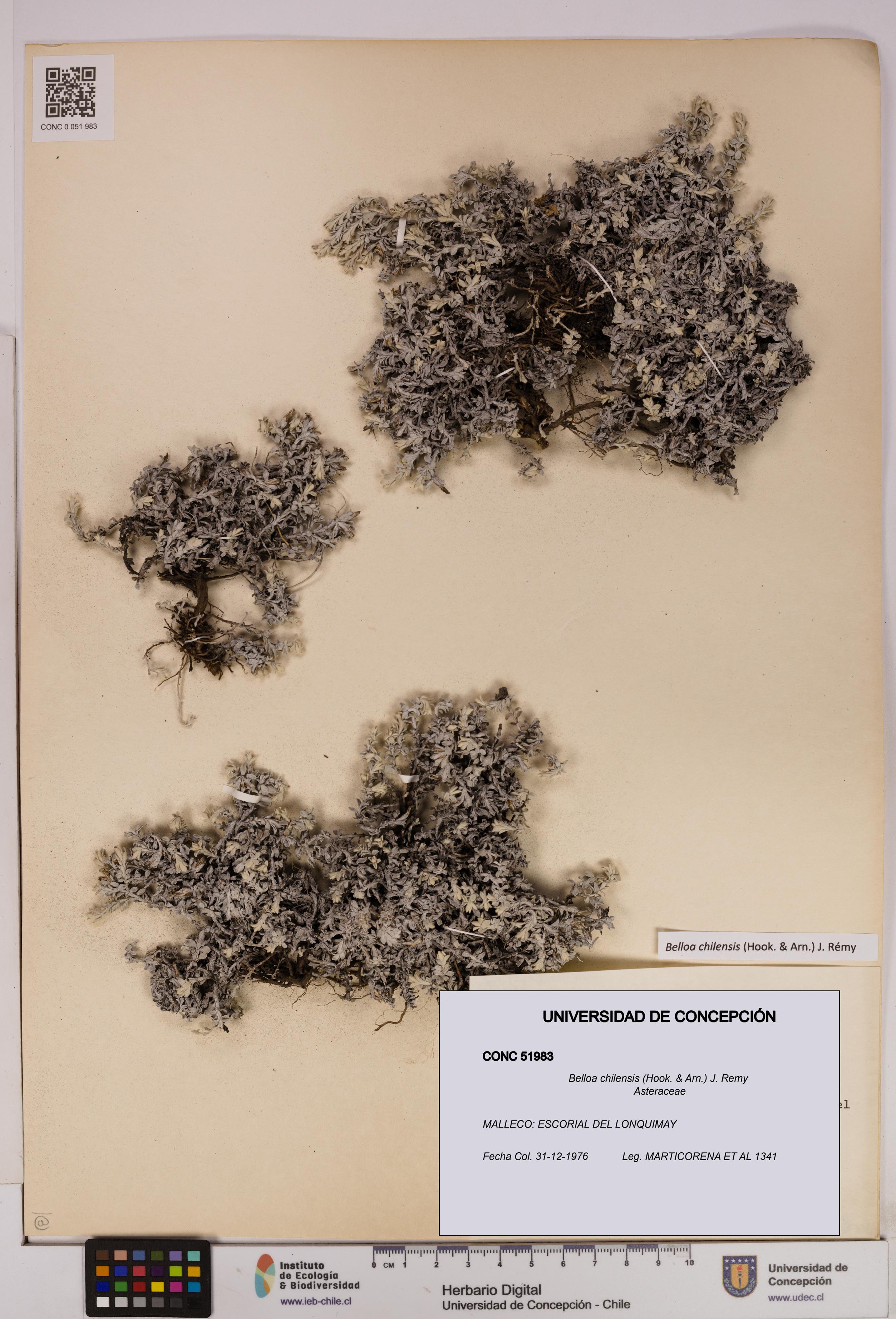 Belloa chilensis [Espécimen: UDEC:CONC:0051983]