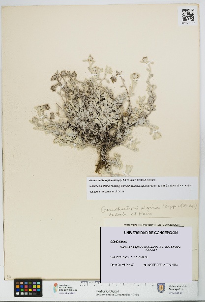 Gamochaeta alpina [Espécimen: UDEC:CONC:0051984]