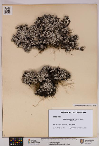 Belloa chilensis [Espécimen: UDEC:CONC:0051985]