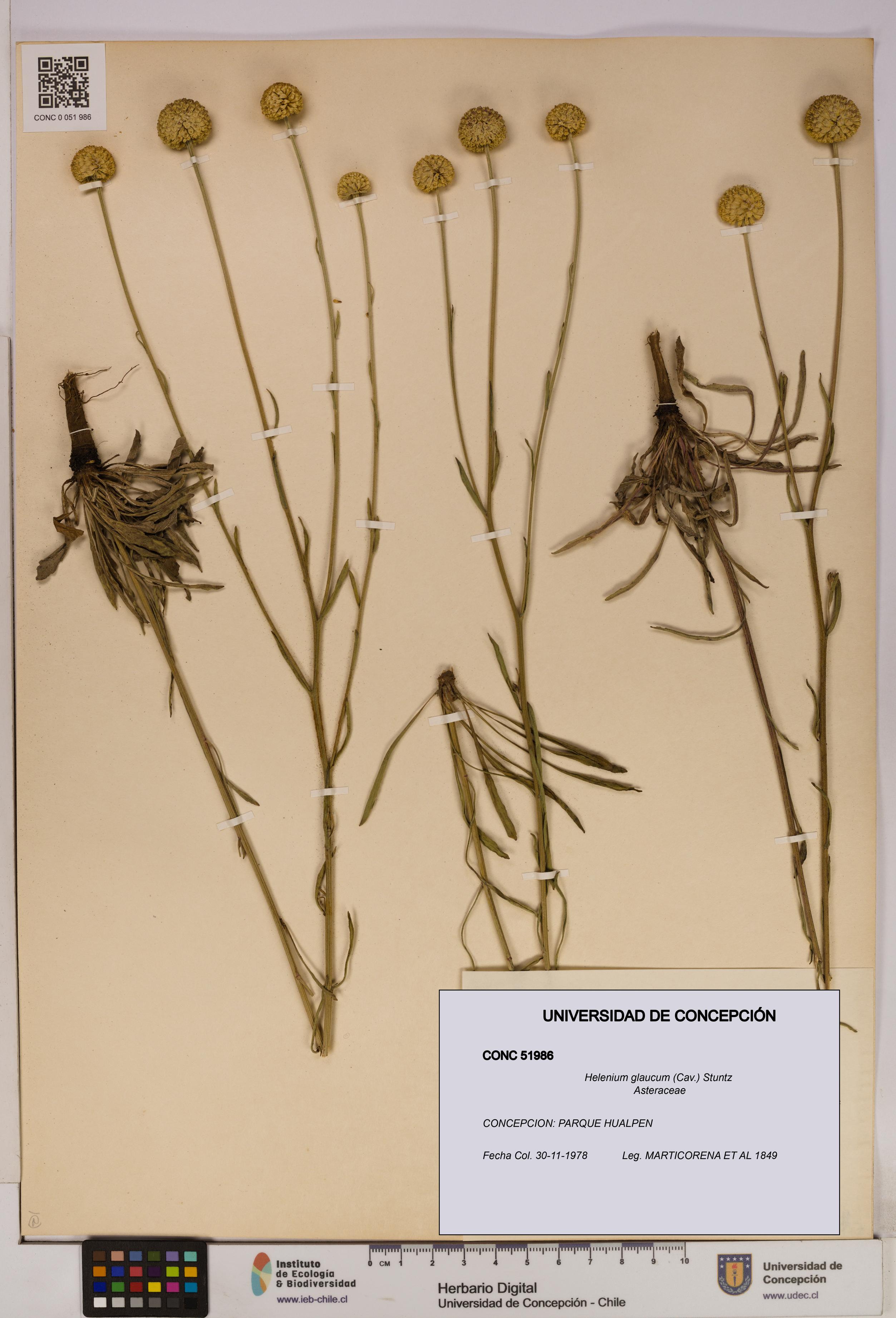 Helenium glaucum [Espécimen: UDEC:CONC:0051986]