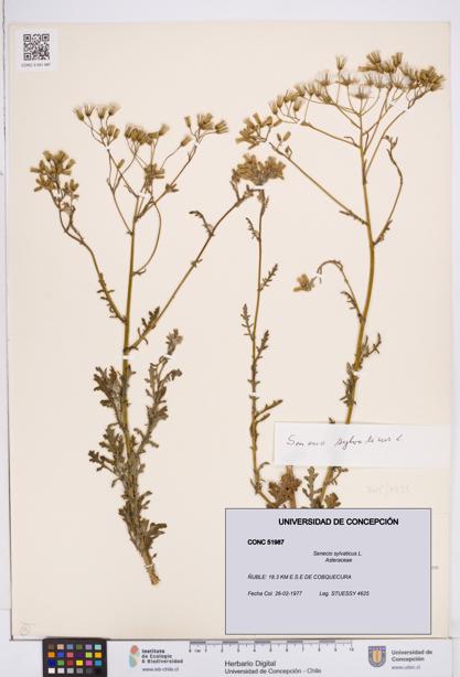 Senecio sylvaticus [Espécimen: ]