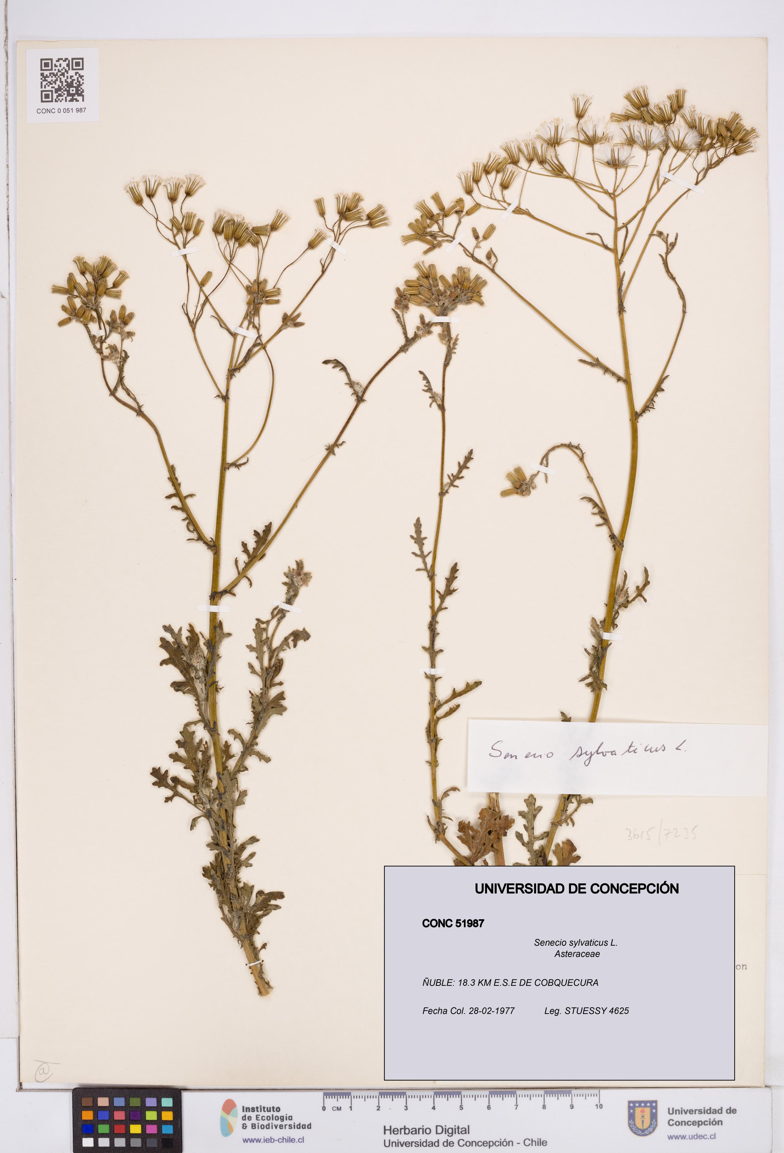 Senecio sylvaticus [Espécimen: ]