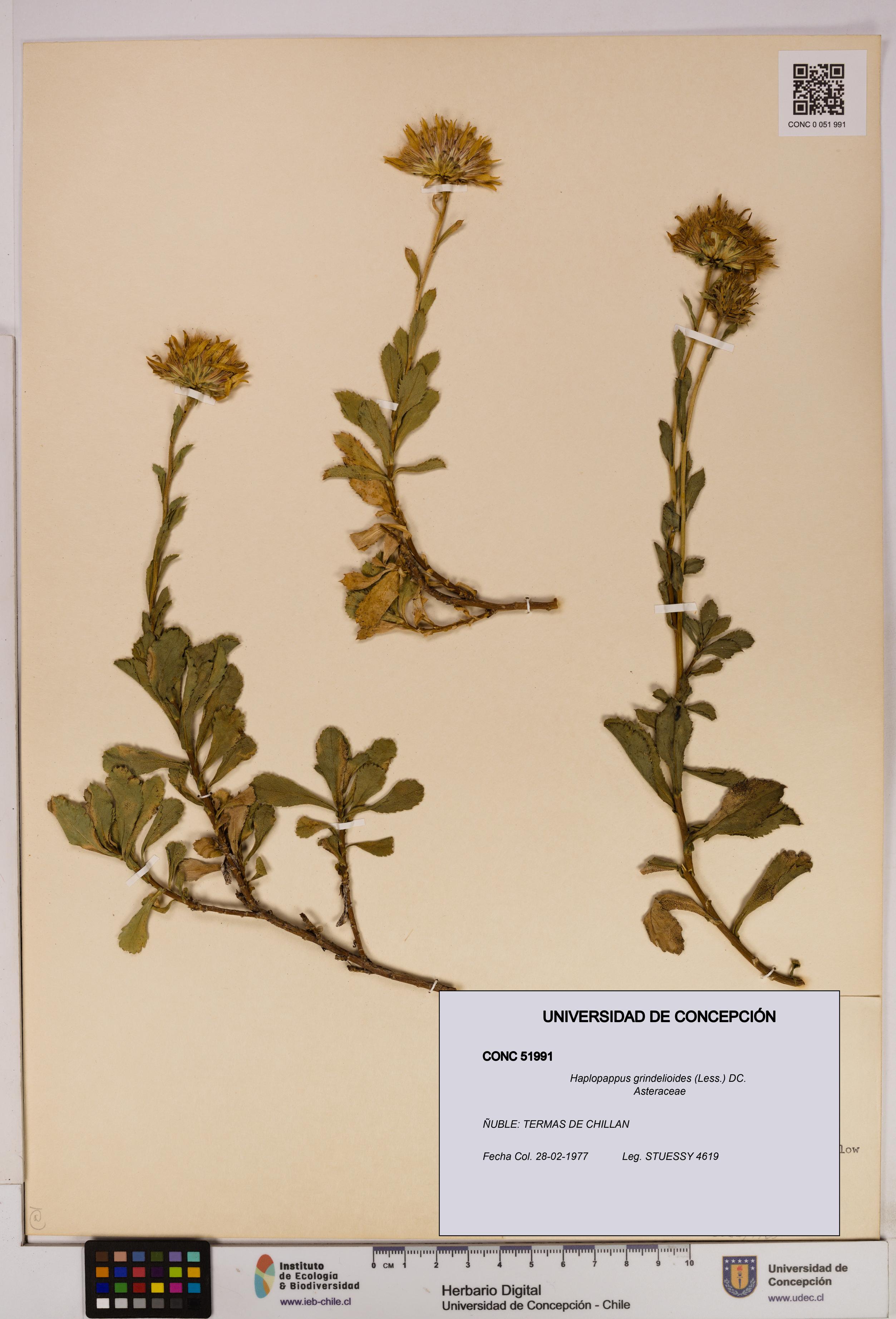 Haplopappus grindelioides [Espécimen: UDEC:CONC:0051991]