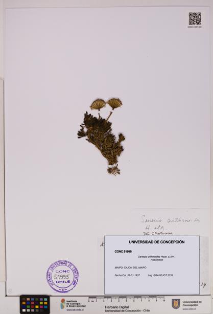 Senecio crithmoides [Espécimen: UDEC:CONC:0051995]