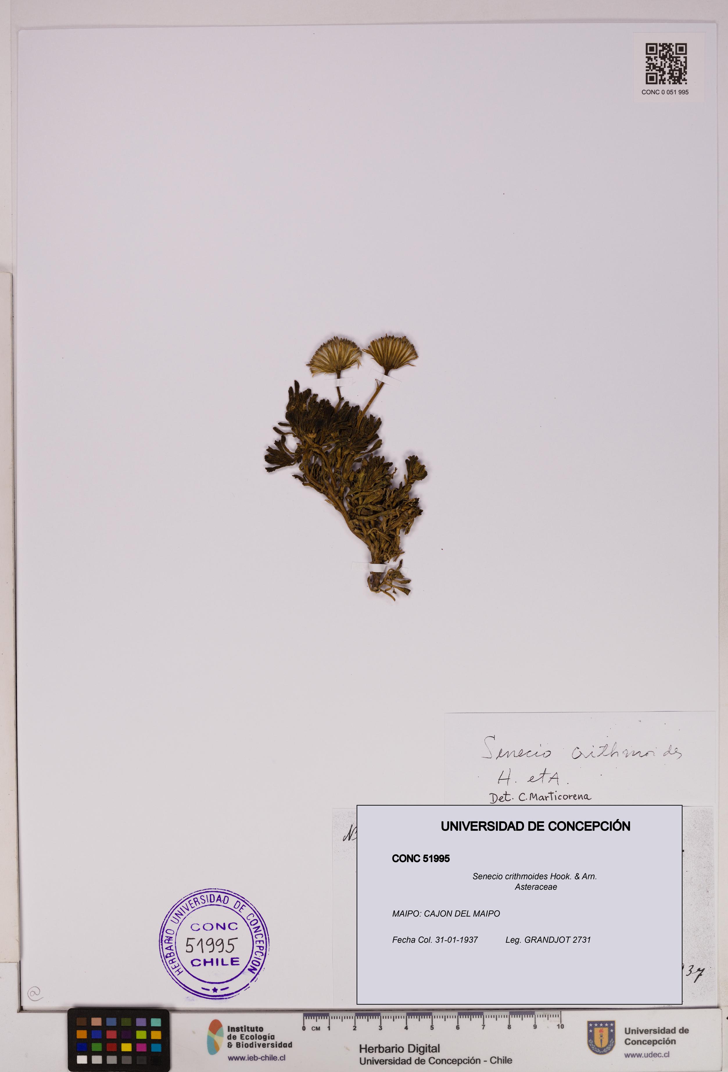 Senecio crithmoides [Espécimen: UDEC:CONC:0051995]
