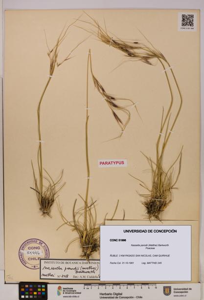 Nassella parodii [Espécimen: UDEC:CONC:0051996]
