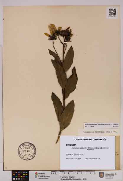 Austroflourensia thurifera [Espécimen: UDEC:CONC:0052001]