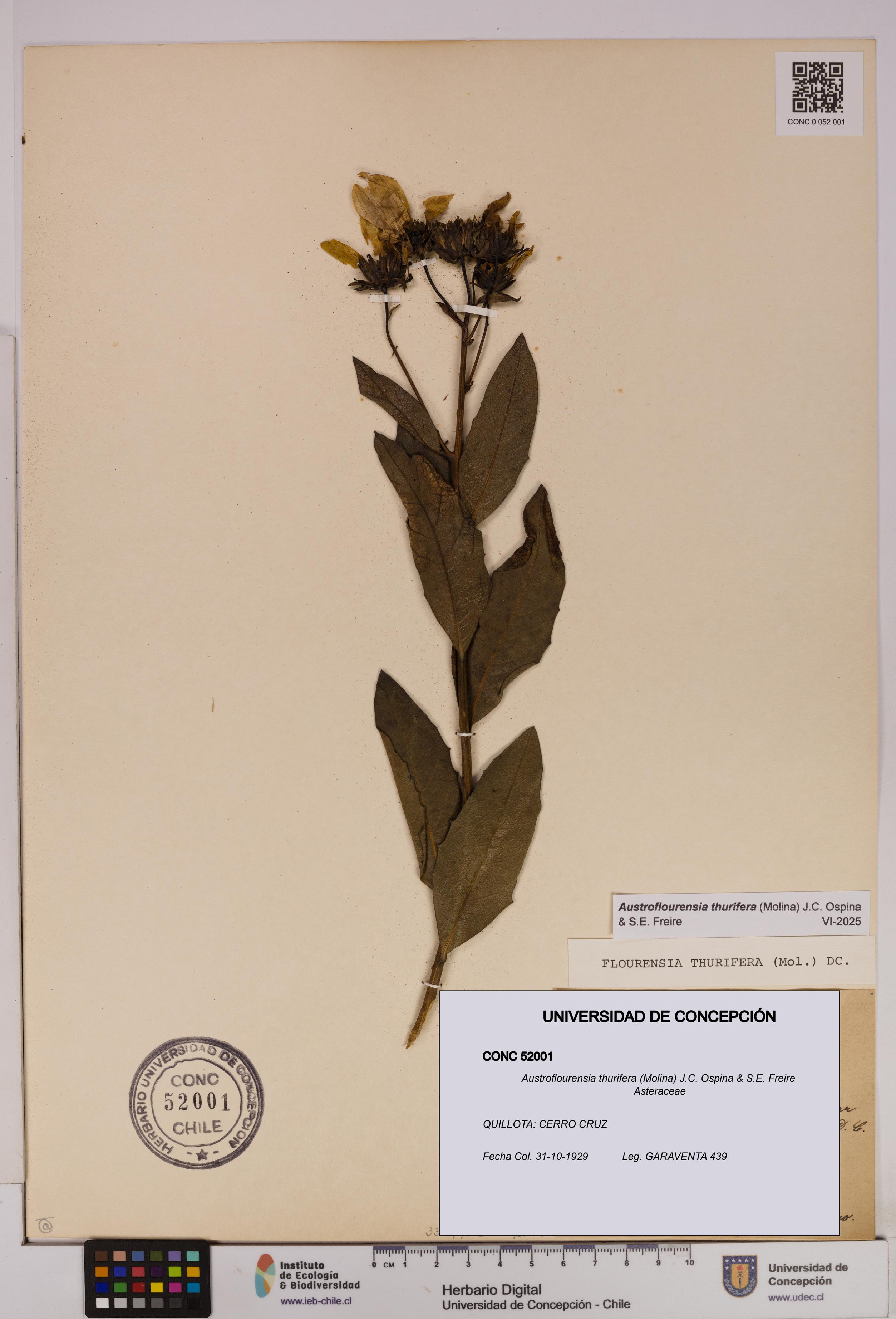 Austroflourensia thurifera [Espécimen: UDEC:CONC:0052001]