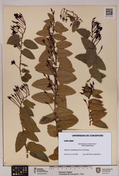 Berberidopsis corallina [Espécimen: UDEC:CONC:0052004]