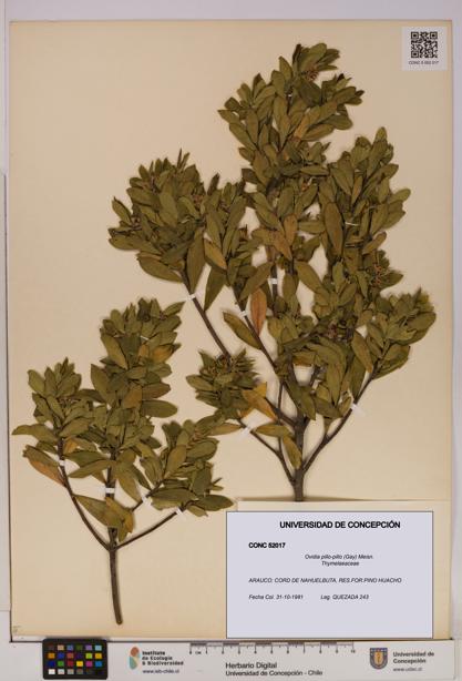 Ovidia pillo-pillo [Espécimen: UDEC:CONC:0052017]