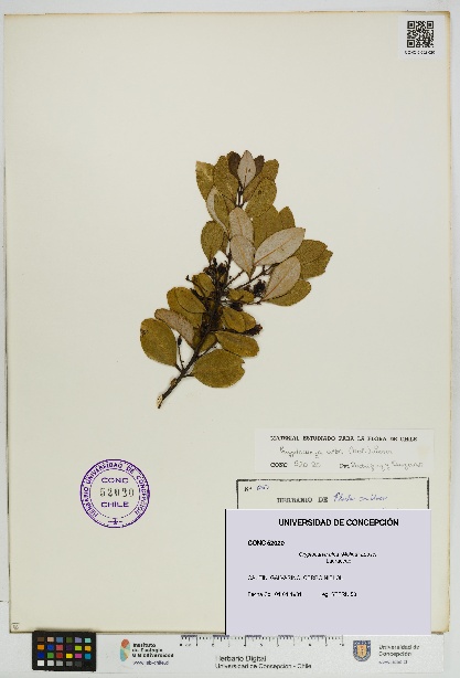 Cryptocarya alba [Espécimen: UDEC:CONC:0052020]