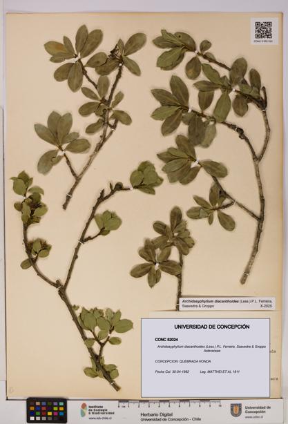 Archidasyphyllum diacanthoides [Espécimen: UDEC:CONC:0052024]