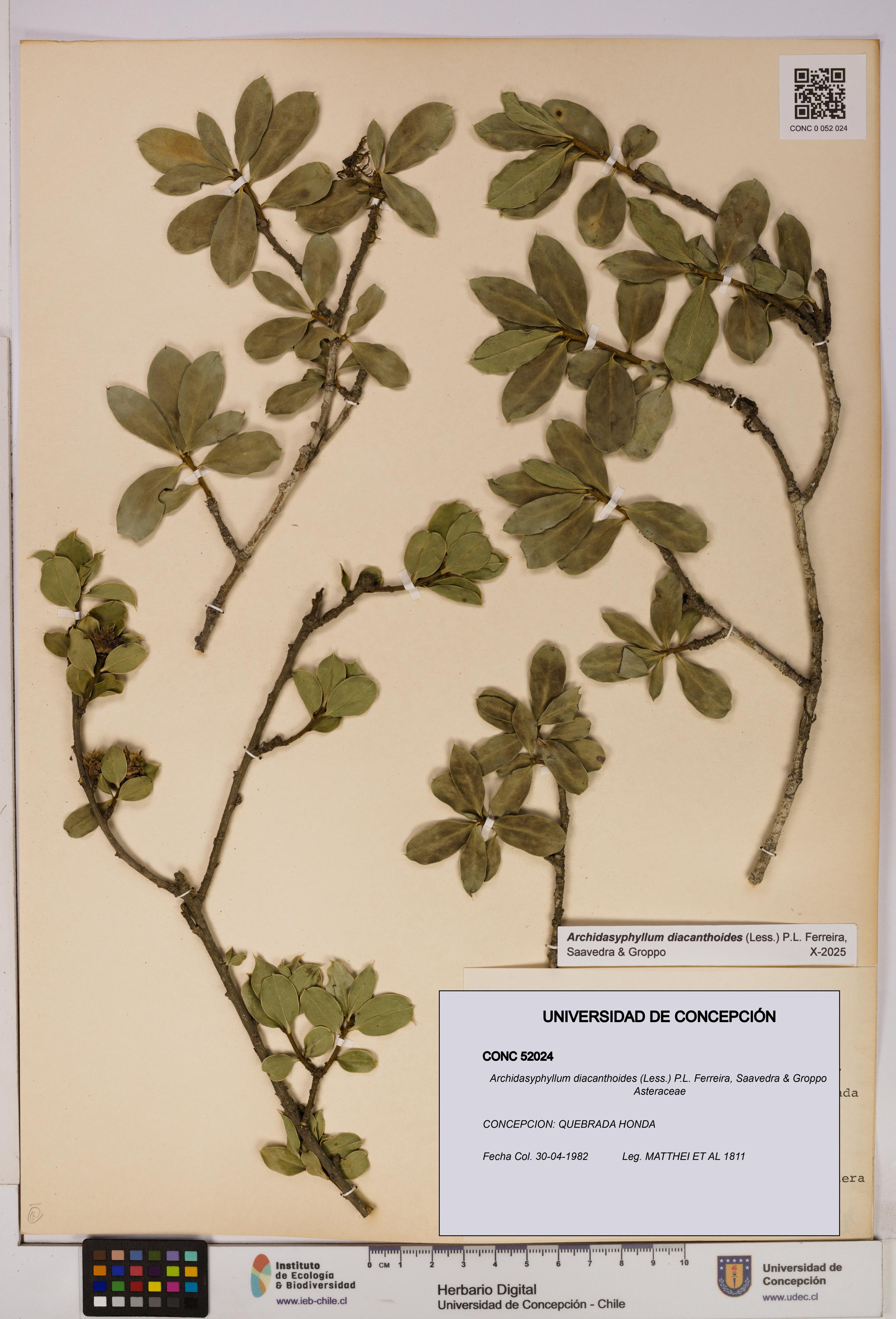 Archidasyphyllum diacanthoides [Espécimen: UDEC:CONC:0052024]